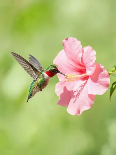 AI generated macro photo of a hummingbird by a pink flower